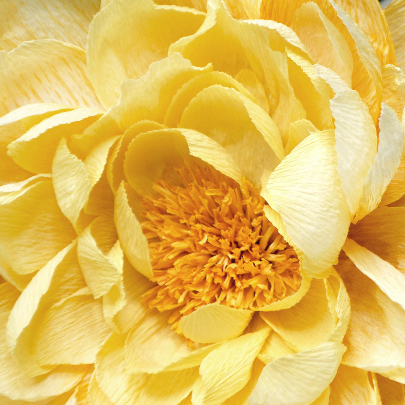 Paper flower tutorial | paper flower template | How to make paper flowers | Crepe paper flower tutorial | DIY paper peony | paper flowers | crepe paper flowers | free paper flower template | free paper peony tutorial | free paper peony template