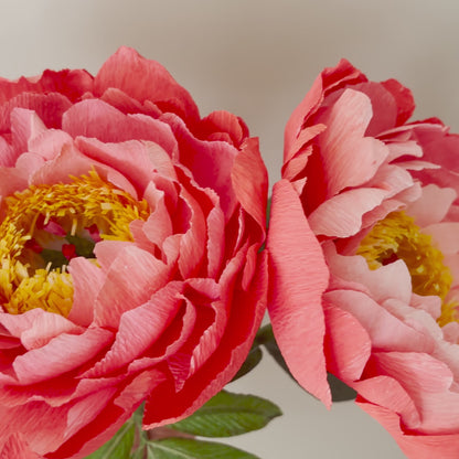 paper peony tutorial